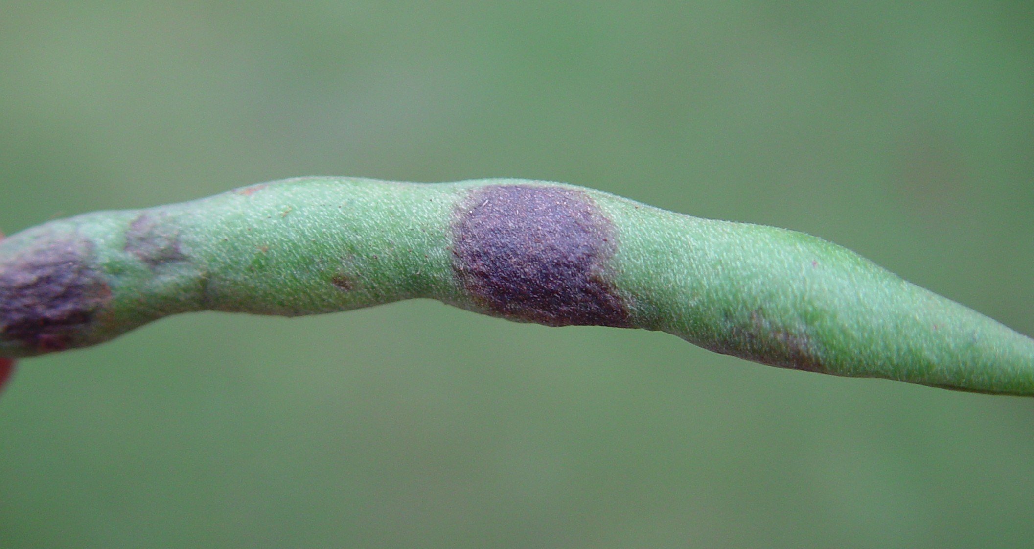 Angular Leaf Spots Infonet Biovision Home